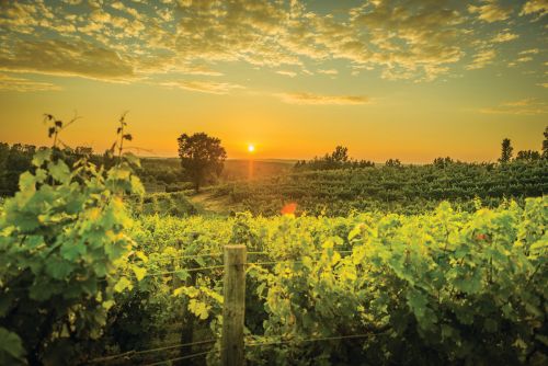 The image is of Ciccone Vineyards. There is a beautiful cloudy sunset with trees and the vineyard close by covered by a fence. 